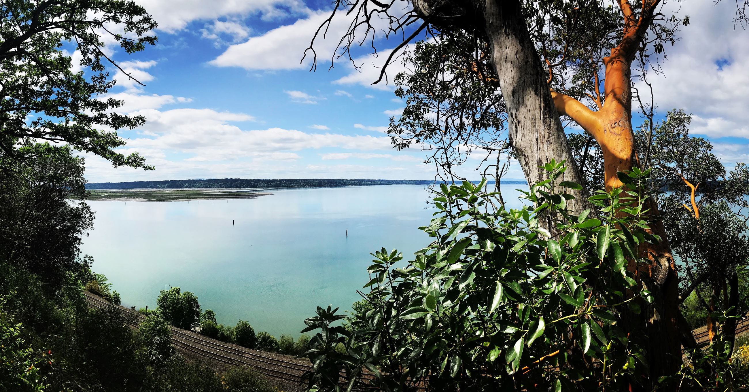 Puget Sound Trees DuPont Wa